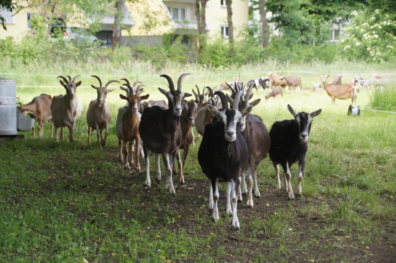 Bertelemuehle Lägenhet Günzburg Exteriör bild