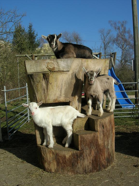 Bertelemuehle Lägenhet Günzburg Exteriör bild